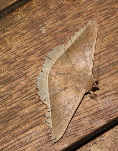 Hulodes caranea